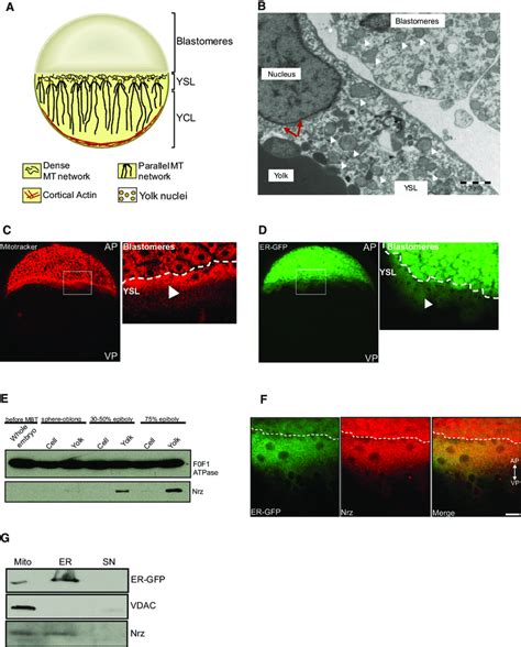 ysl in zebrafish